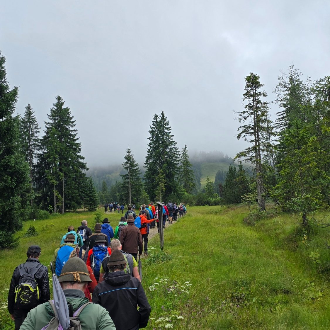 Eine Gruppe von Wanderern geht auf einem Pfad durch bewaldete Landschaft.