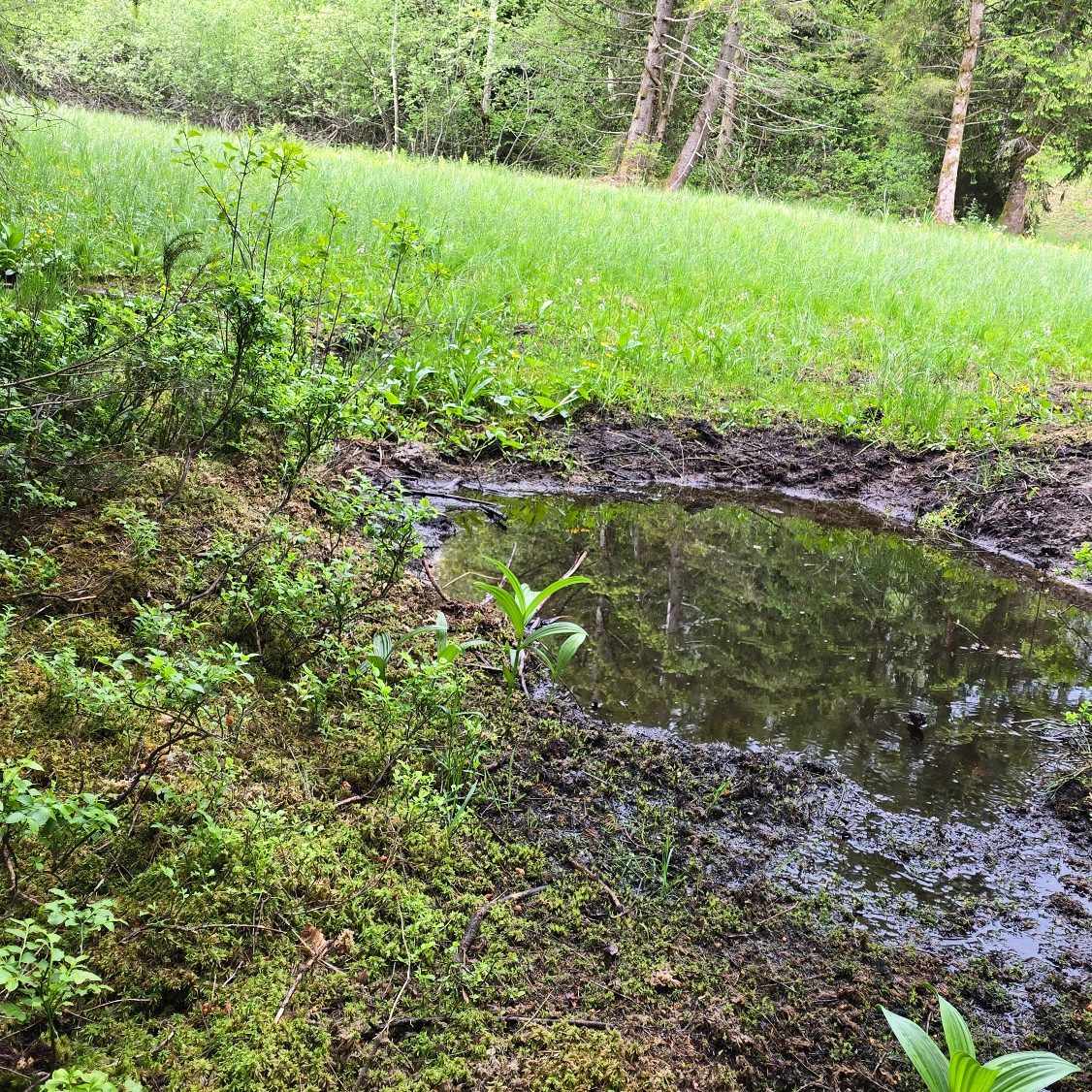 Ein kleiner Teich im Wald, umgeben von grünem Gras und Büschen.