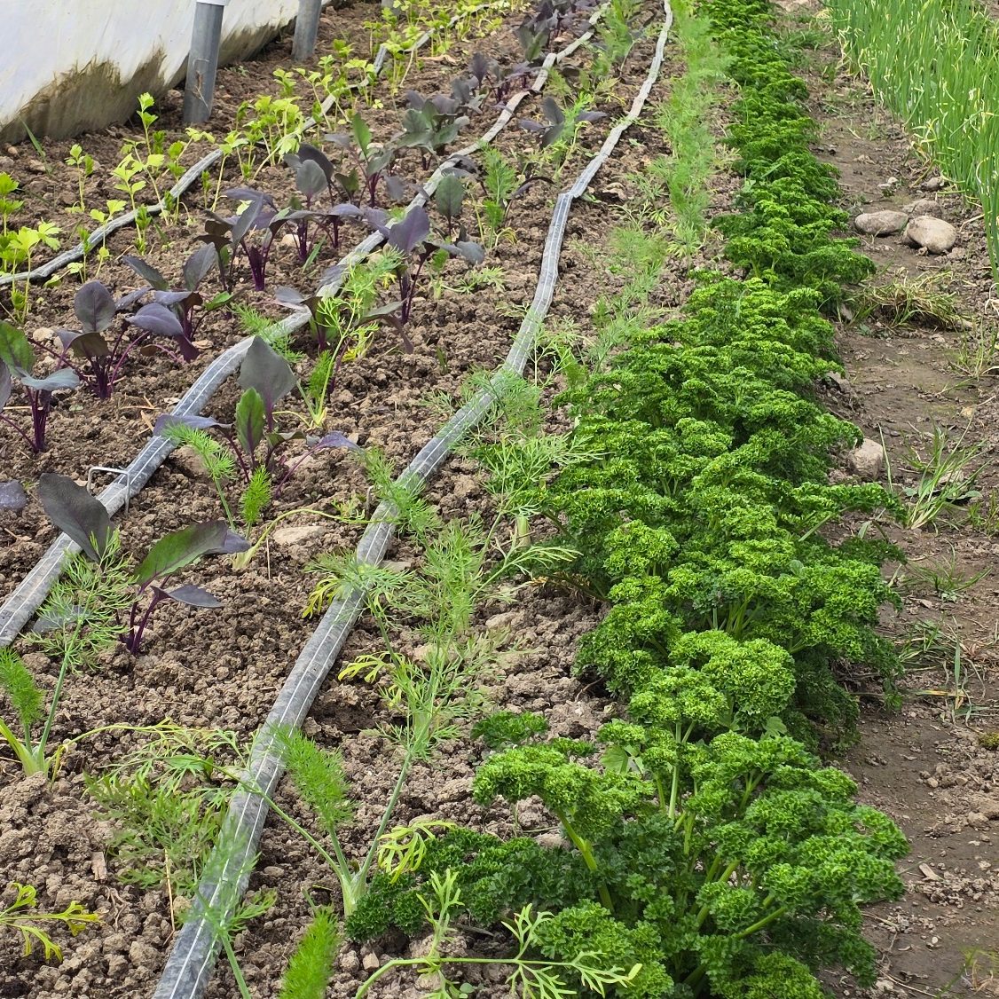 Reihen von verschiedenen Pflanzen in einem Garten, darunter Petersilie und Blattsalat.